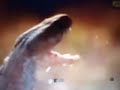 Cult of Cobras.mov