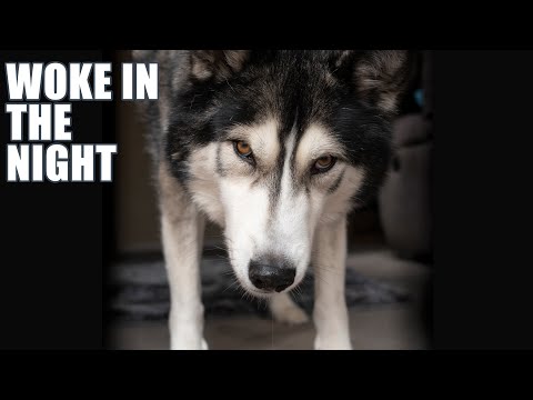 Woken In The Night By My Husky!