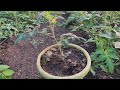 Esperimento Nr1 ep.3 Pianta Pomodori in vaso inizia la fioritura e prima concimazione