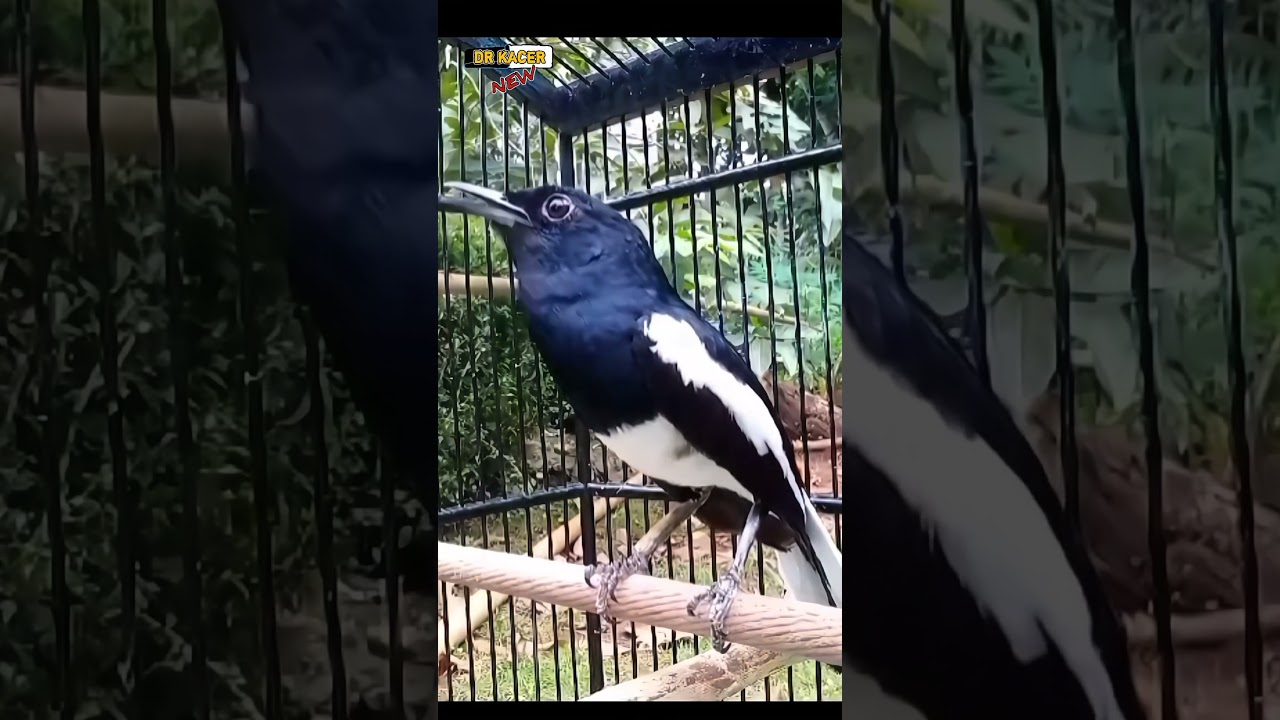 JADI KONDLET KACER MATERI KASAR | DR KACER NEW