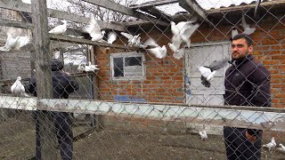 ДРЕВНИЕ  БОЙНЫЕ  ГОЛУБИ-  visiting a pigeon breeder,