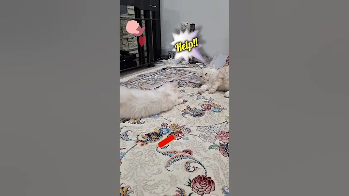 funny cats😍😻#shorts #short #funny #cute #cat #cats #help #cat #animals #tiktok