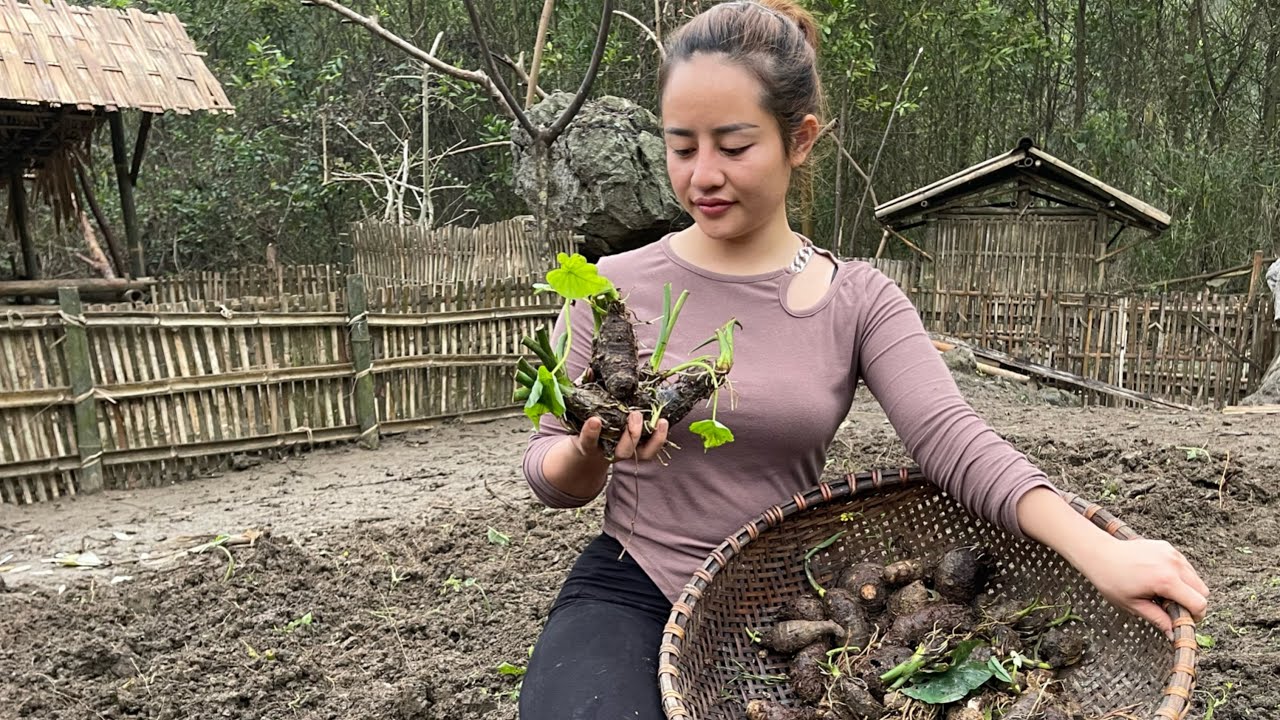 How to Garden, grow more corn and potatoes. Farm building, my daily
