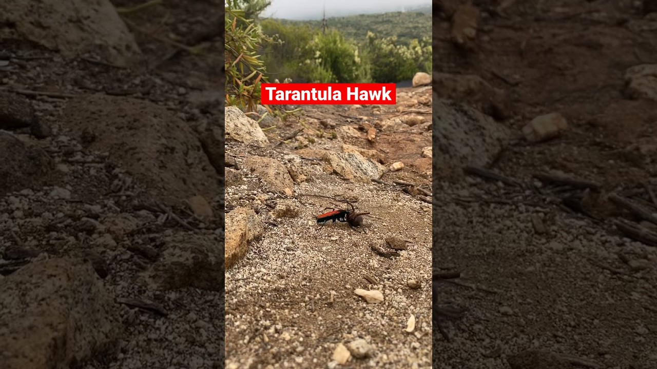 A Tarantula Hawk that stung and captured/paralyzed a tarantula and is bringing it back to its nest.