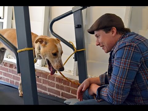 How To Teach Your Dog To Walk On The Treadmill