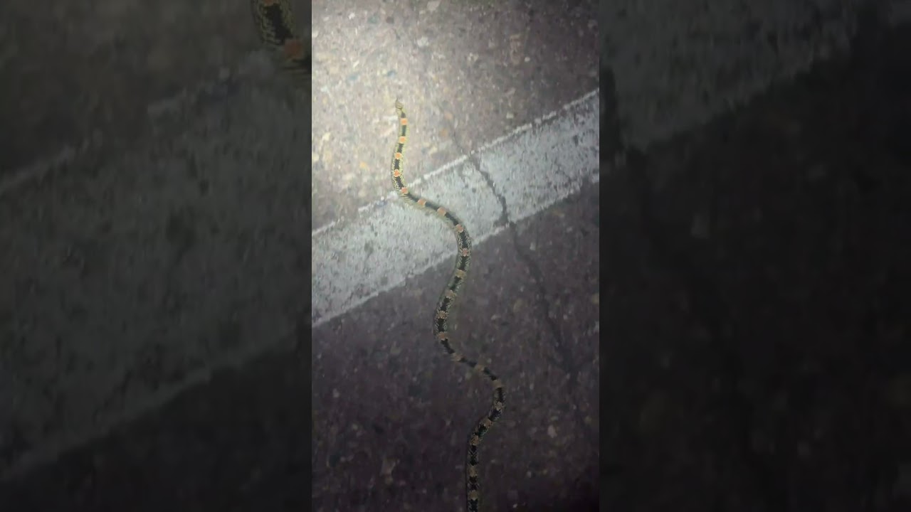 Sightings at night this time of year, second only to baby rattlesnakes, are these Longnosed Snakes.
