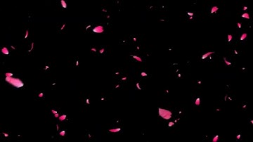 Cánh hoa đào bay - Video background effect, Animation video background | ProShow Producer