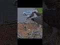 Fledgling Starling Interrupts Incubation On Hellgate Osprey Cam