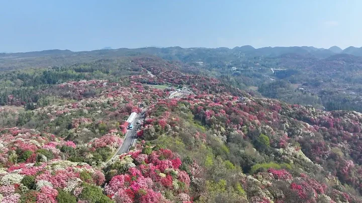 Visual feast of azalea bloom in China's Guizhou - DayDayNews
