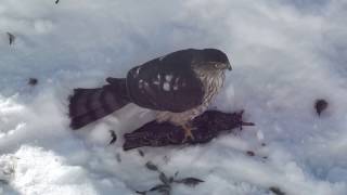 Sharpshinned Hawk  Caution Graphic video of hawk killing prey