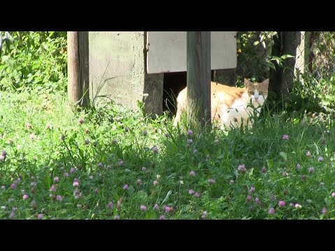 Video: Quanto è Grave Il Rischio Di Toxoplasmosi Del Tuo Gatto - Vet Quotidiano