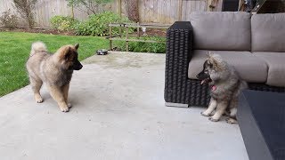 PUPPY ATTACKS HER BROTHER (E13) #12weekpuppychallenge by Social Puppy 9,104 views 5 years ago 4 minutes, 1 second