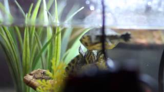 Turtle Mating Ritual, Juvenile Cumberland Sliders