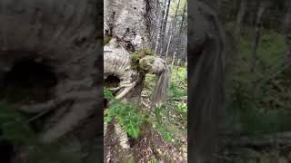 Is A Womans Soul Trapped Inside This Tree?