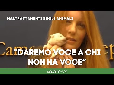 Video: Come Puoi Aiutare A Fermare La Crudeltà Sugli Animali