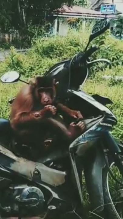 menunggu #monyet #kelapa #lucu #monkey #animals #shortvideo #trending #viral