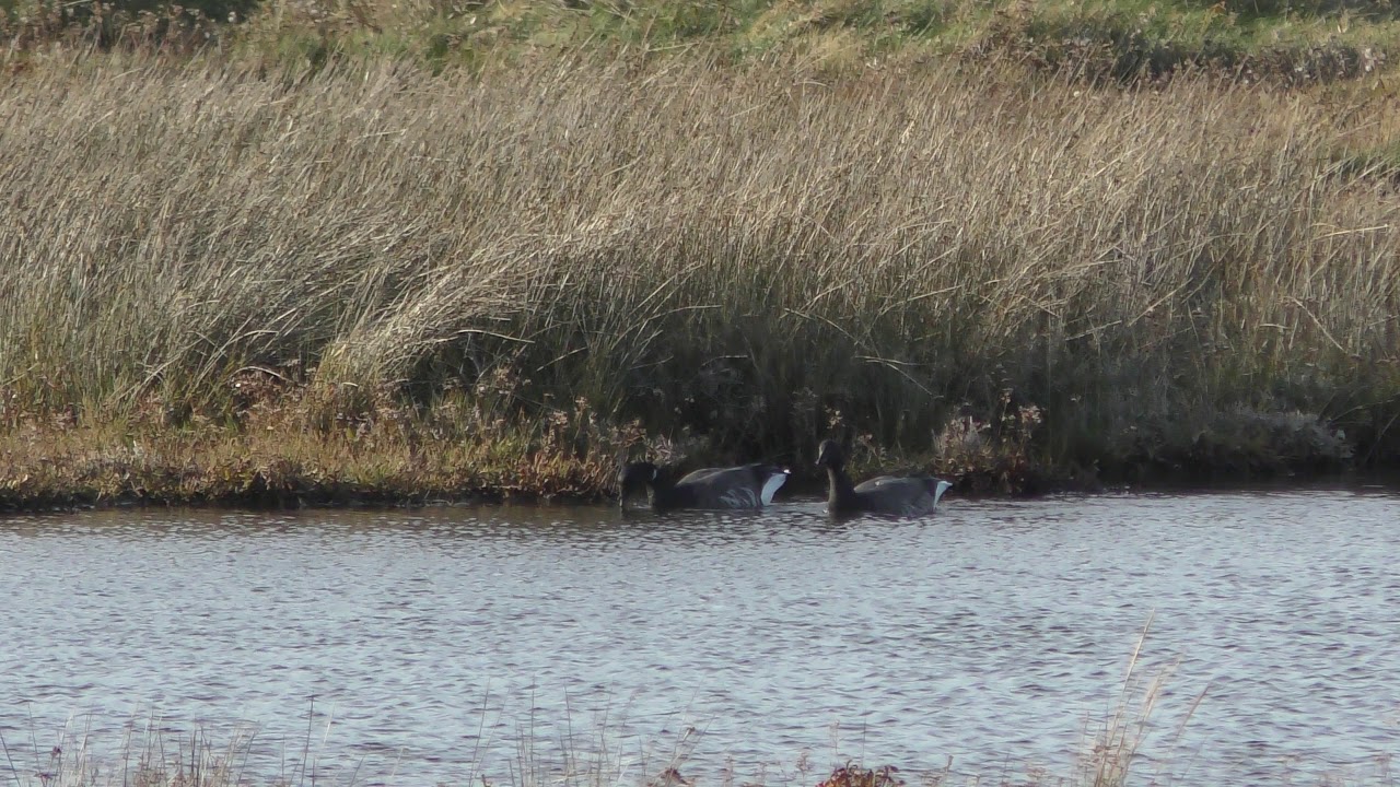 airshow schedule upload brent geese RSPB Titchwell Norfolk 14nov18 153p
