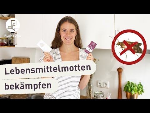 Video: Wie übersetzt Man In Motten
