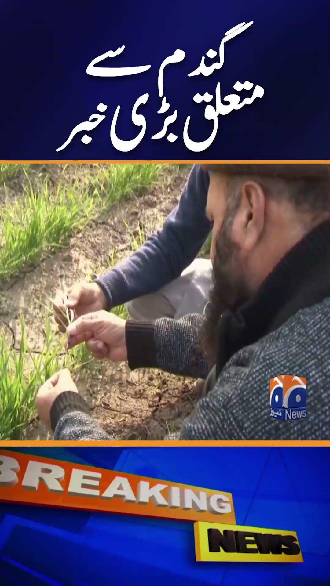 Scientists introduce 3 new varieties of climate-resilient wheat in KP