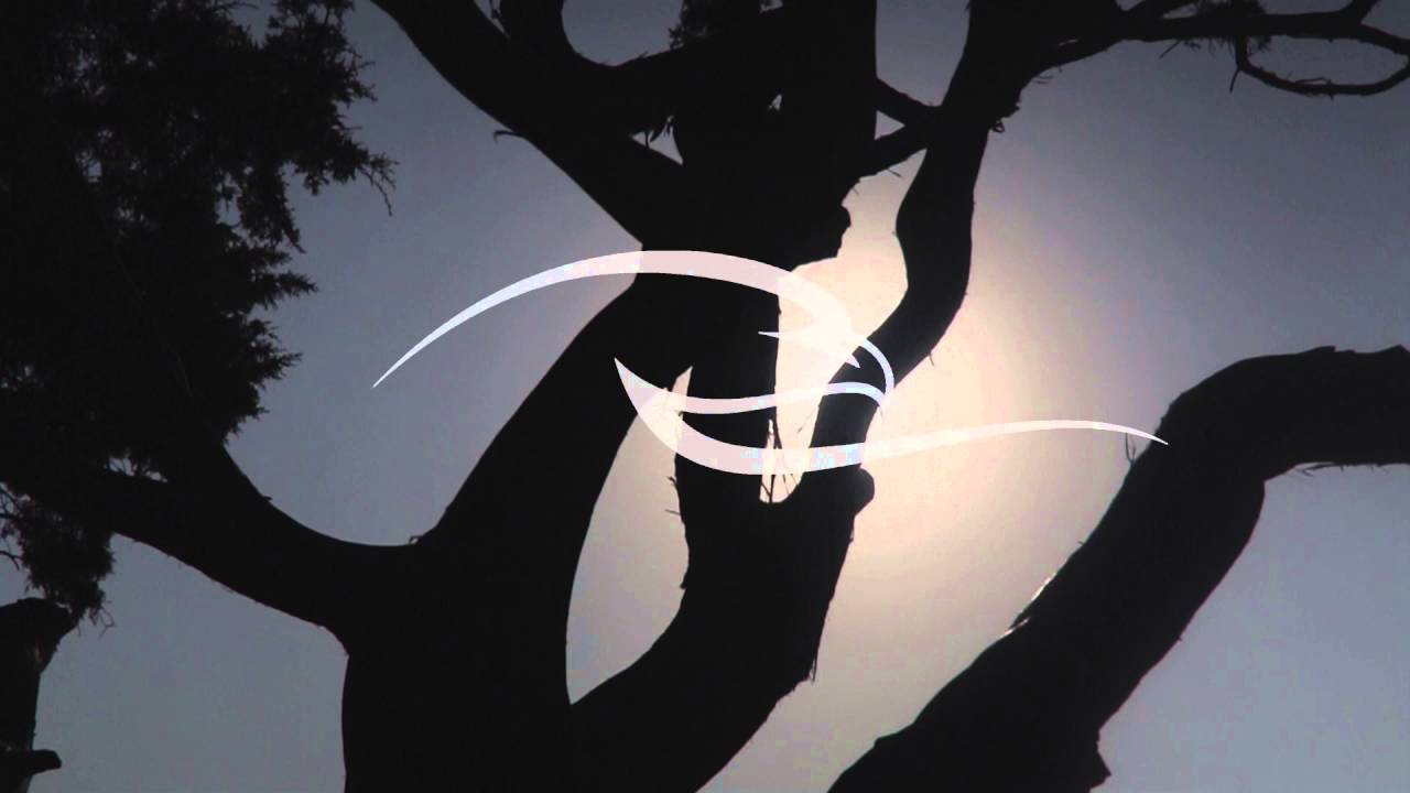 Tree Against Sunlight Over Sky Background