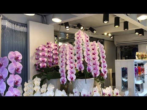 Wideo: Dlaczego Nie Możesz Trzymać Orchidei W Domu: Znaki Ludowe I Fakty