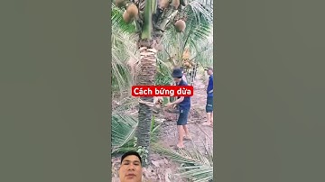 Cách bứng dừa chuyên nghiệp #oddlysatisfying #farming