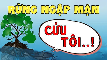 Rừng ngập mặn tuyệt vời như thế nào đối với Trái Đất | Khoa học Trái đất | Trái Đất có gì? |