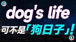 dog's life 可不是「狗日子」那是啥意思