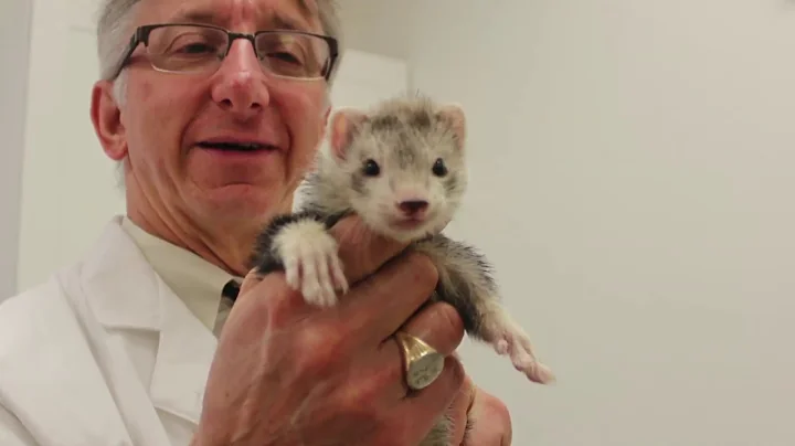How to become a veterinarian: Dr. Gregory Rich