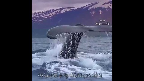 سورة العاديات هشام الهراز 💐🌹