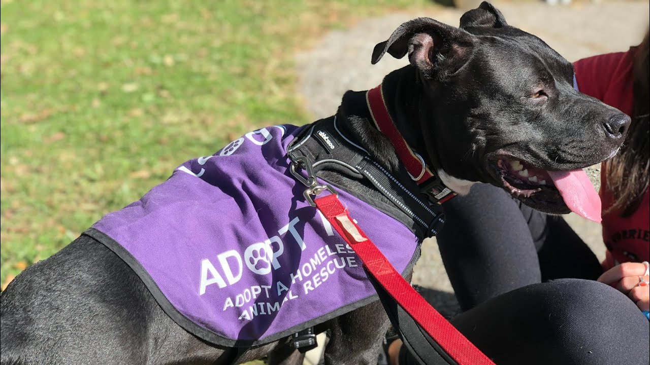 Adopt Me Dog Vest Adopt Me Dog Jacket for Foster Dogs 