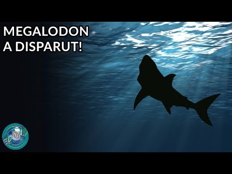 De ce Megalodon (SIGUR) A Disparut