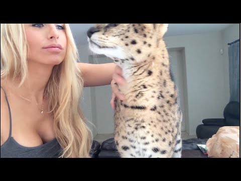 Smart Serval Stops Biting Hard