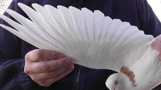 Как определить в руках хорошо летающего голубя-долголета?! 1 часть