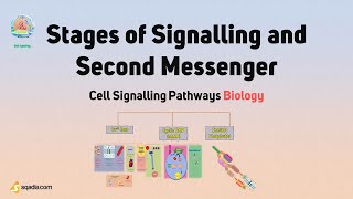 Cell Signalling Pathways Biology | Stages of Signalling and Second Messenger Physiology