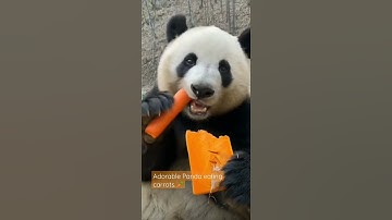 Adorable panda eating carrots. 🥕🥕