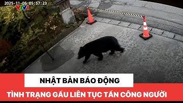 Nhật Bản báo động tình trạng gấu liên tục tấn công người