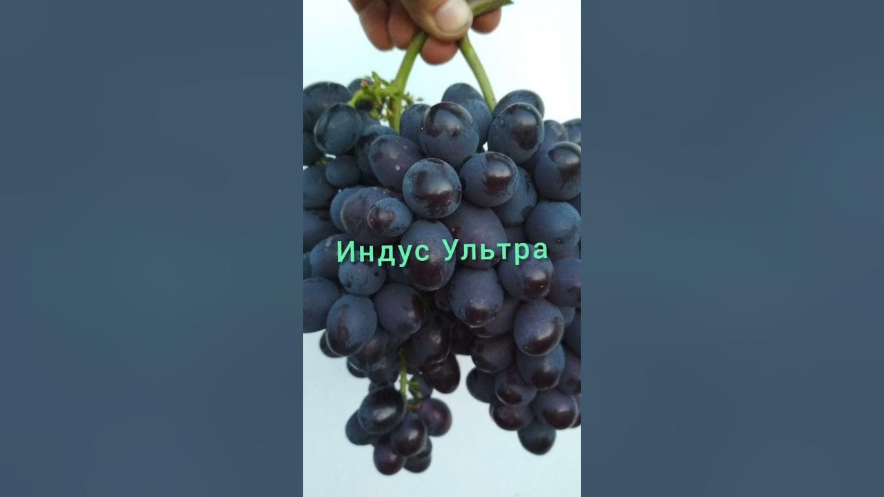 Виноград армани описание сорта фото отзывы