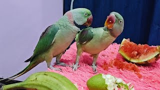 Radhe Radhe|| 🔴 Live Bolta Parrot Real Time Reaction 🦜|| Live Parrot Cam 🦜 | Non Stop Talk & Fun