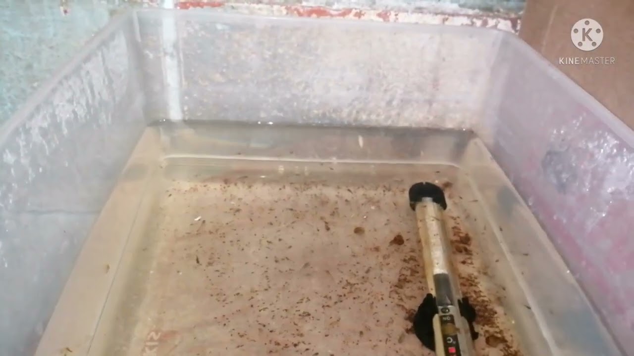 Cambio de agua a alevines de betta 1 mes 10 días de nacidos.