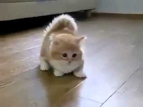  Cutest  Cat  in the world  YouTube