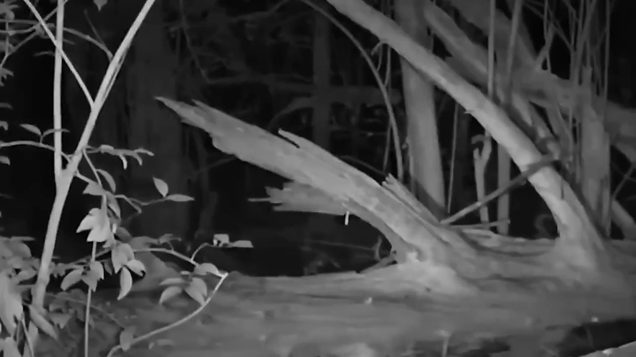 130 Gruselige Aufnahmen Aus Dem Wald (DEZEMBER 2025 SUPERCUT)