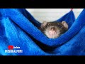 Как приучить крысу к гамаку 🐀