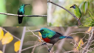 10 видов изумрудных птиц