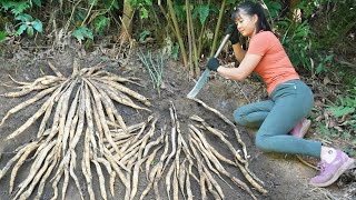 Dig Wild Ginseng Underground Go To Countryside Market Sell | Phương Free Bushcraft