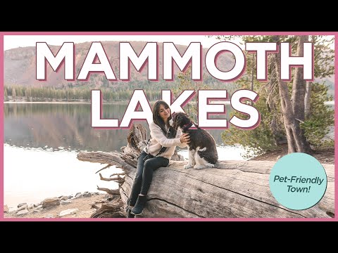 36 Hours in Mammoth Lakes, California With Our Dogs