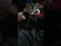 My cat dancing