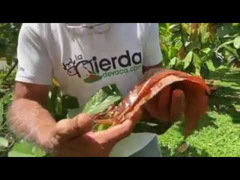 Maestro Jairo Restrepo: Trofobiosis Equilibrio Biológico en la relación suelo-planta-insecto.