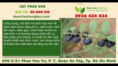 Mua Bán Sỉ Lẻ Cây Phèn Đen Giá Từ 50.000 | Dược Liệu Hồng Lan