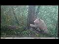 Rare all-white panda spotted in SW China's Sichuan Province (update) - 23/May/2026